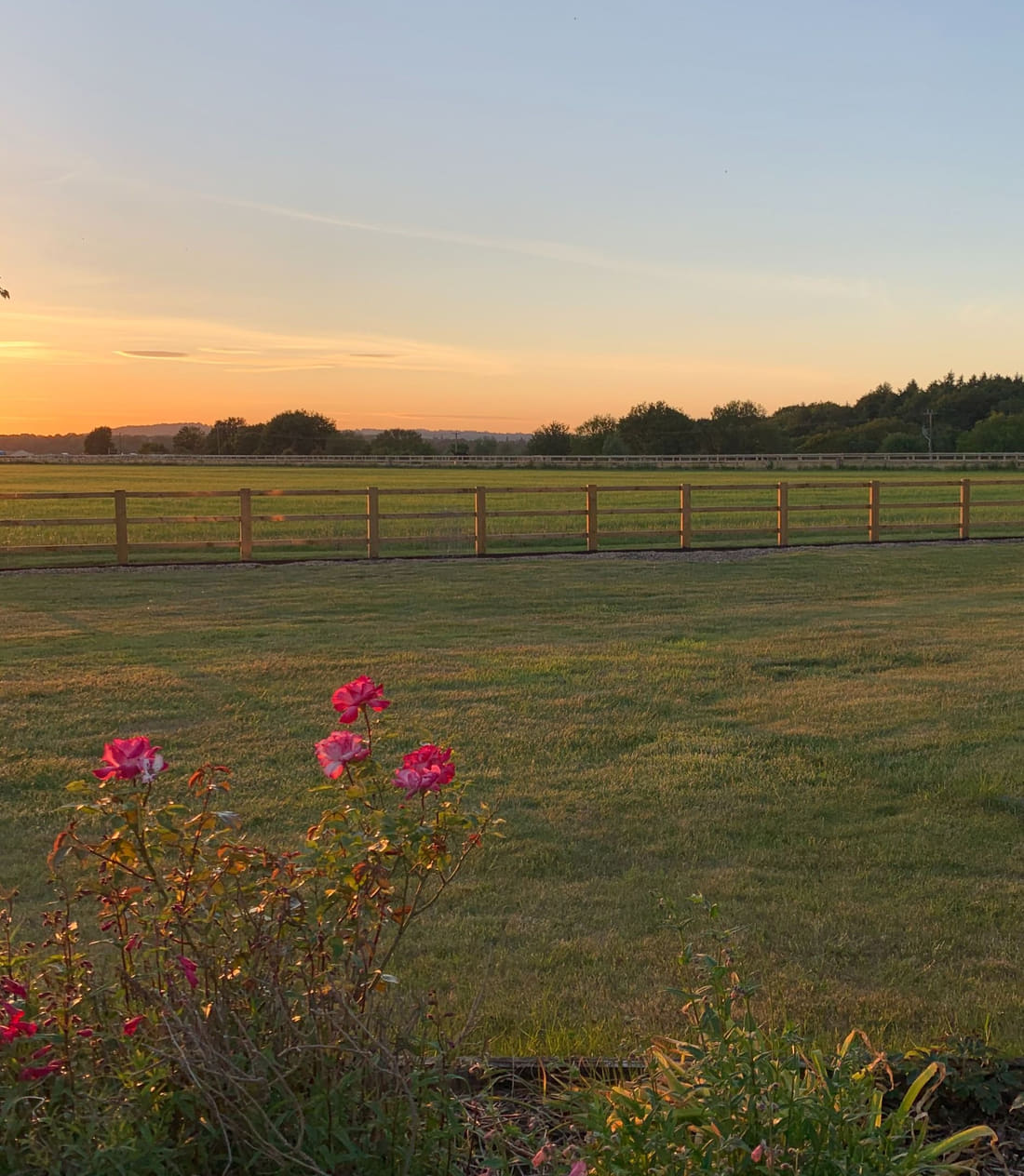 Pink roses in a garden border in front of mown lawn, a timber post and rail fence and open pasture, with an orange sunset behind a distant treeline.